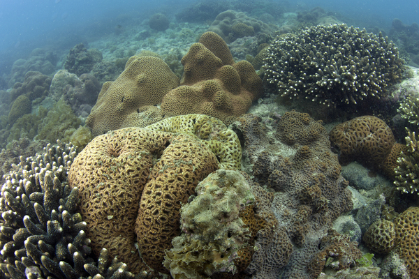 Dapeng Bay Selected as an Outstanding Case of China’s Beautiful Bays