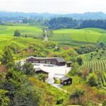 Zhuhai-Zunyi Collaboration to Build a Characteristic Belt for Rural Revitalization, A Hundred Li of Tea Fragrance Energizes Prosperity-Bringing Industries