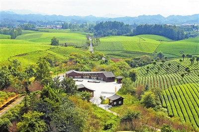 Zhuhai-Zunyi Collaboration to Build a Characteristic Belt for Rural Revitalization, A Hundred Li of Tea Fragrance Energizes Prosperity-Bringing Industries