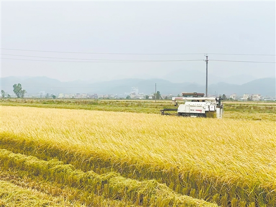Average Yield per Mu Exceeds 350 Kilograms: “Space Rice” Successfully Trial-Planted in Taishan