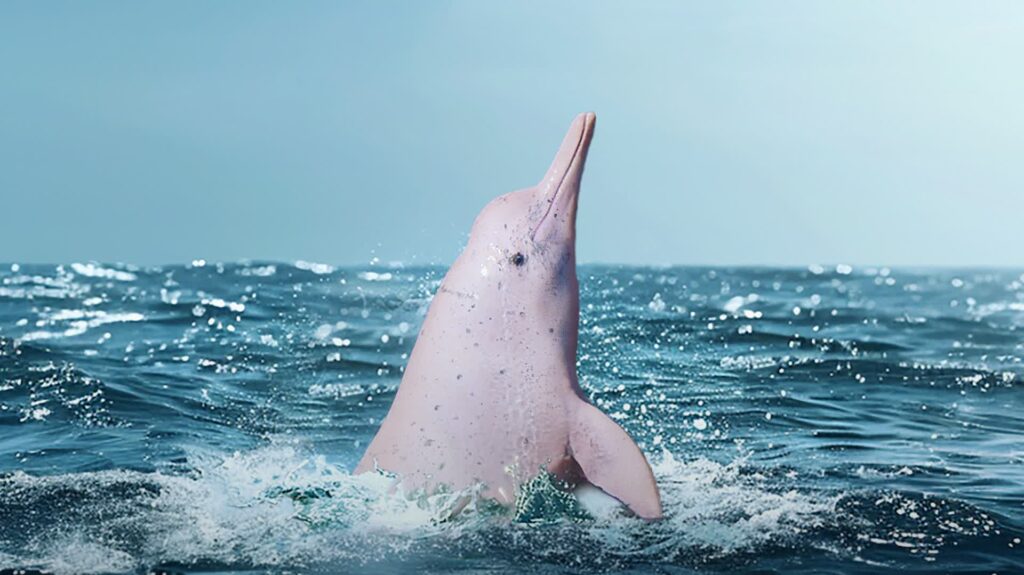 Chinese White Dolphin