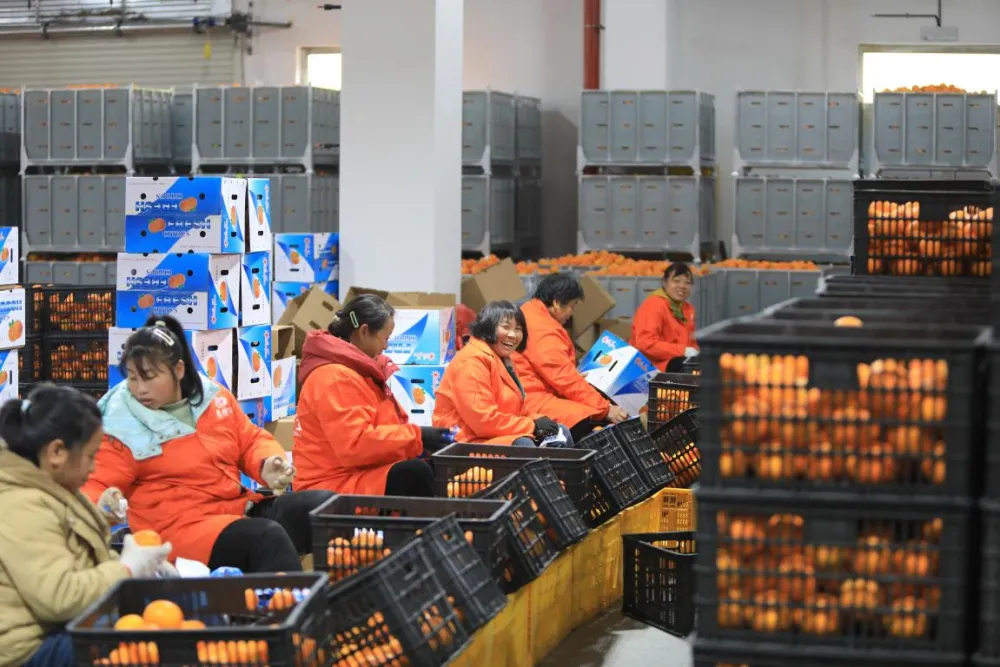 On December 8, 2025, at the Rural Revitalization Industry Demonstration Park in Hong'an Town, Xiushan, Chongqing, workers were rushing to transport, sort and pack navel oranges for shipment to overseas markets.