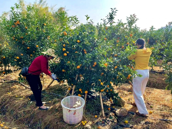 Mobile Phones Become New Farming Tools, E-commerce Plays the “Sweet Symphony” of Wogan Oranges